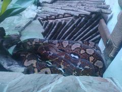 -北京野生动物园