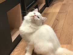 -瞄一喵猫咖(格力海岸店)