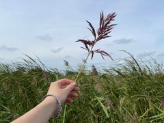 -盐城丹顶鹤湿地生态旅游区