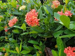 -广州市流溪河国家森林公园