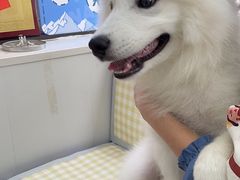 -翊宠yipet猫狗购宠庄园犬舍•猫舍