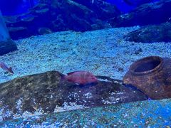 -海合安武汉极地海洋公园