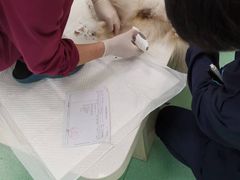 -北京观赏动物医院·24小时大型综合·猫专科·异宠专科