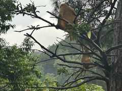 -黔灵山公园