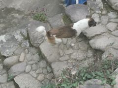 -杨家堂村