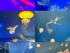 -海合安武汉极地海洋公园