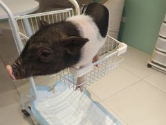 -怪兽屋·羊驼·猫咖·狗咖(俊华广场店)