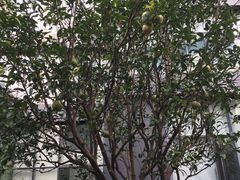 -上海如意智慧酒店(上海科学院店)