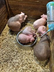 -酷嗒动物文化乐园(cutezoo西溪乐天城店)