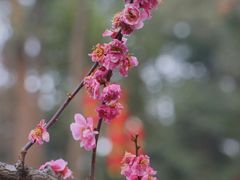 -成都杜甫草堂博物馆