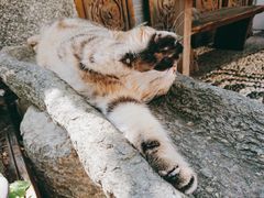 -喵屿·大理花园猫咖