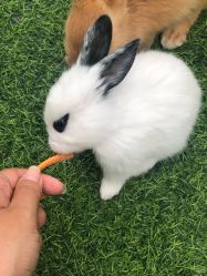 -萌宠亲子动物乐园(槐房万达店)