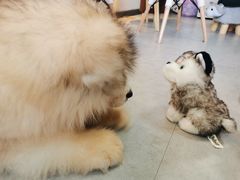 -汪说·狗咖(旺城大厦店)