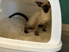 -飞行喵MR PILOT|猫舍·猫咖(静安大融城店)