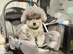 -东莞宠友24H宠物中心医院·转诊夜诊·异宠(新河北路院)