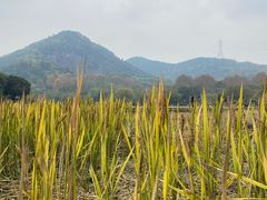 -八卦田遗址公园