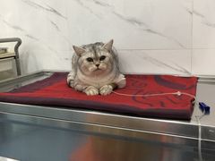 -伟伟宠物医院·CT影像中心·瑞派犬猫综合性门诊(汉口总院)