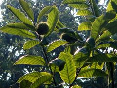 -兴福老面馆(寺路街店)