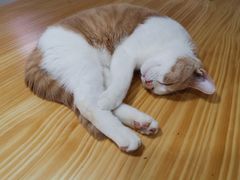 -李小姐の猫咖啡馆(五角场店)