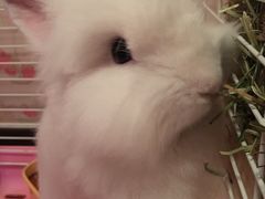 -宠物兔专门店(天丰利市场店)