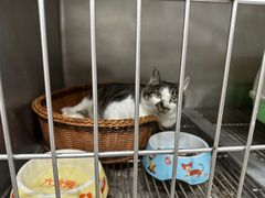 -派特宠物医院(圆融广场店)