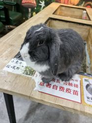 -神奇动物撸宠馆·羊驼·小浣熊·异宠(豫园店)