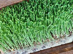 活体有机豆苗-捞神煲汤火锅(湖滨商业街店)