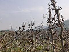 -树山生态村