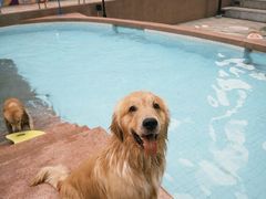 -帕帕拉兹宠物(亚洲旗舰店)