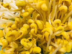 活体豆芽-矮冬瓜红茶火锅