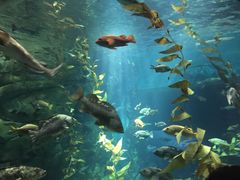 -瑞普利水族馆