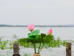 -七的湖·晚芳亭·阳澄湖农家菜·大闸蟹(莲花岛店)