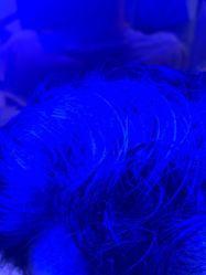 -碧莲盛·不剃发植发