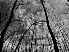 -合肥滨湖国家森林公园