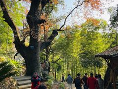 -塔川景区