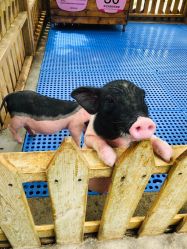 -萌宠亲子动物乐园(槐房万达店)