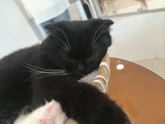 -共舞时光猫咖·狗咖(新街口店)