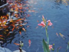 -大门水乡·顺德菜