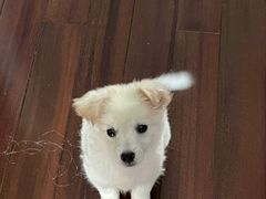 -瑞鹏宠物医院犬猫全科(真大分院)