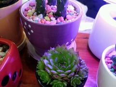 -猫山王创意蛋糕店(东城万达店)