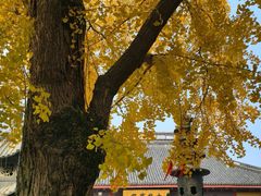 -上海青龙寺