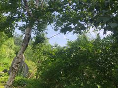 -黑龙江省森林植物园