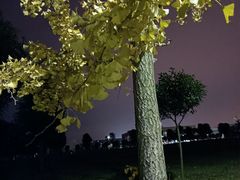 -峨眉山报国寺