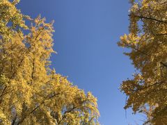 -三里屯东五街银杏大道