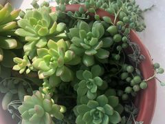 -中环花鸟鱼虫市场