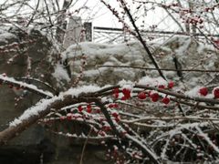 -大碗居·烤鸭·鱼头泡饼(天坛东门店)