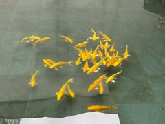 -觀芷隐轩