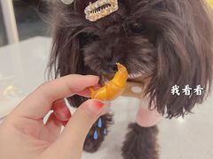 -宠物家(双井店)
