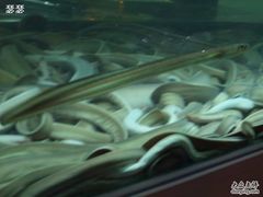 -盲鳗料理
