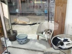 -哆趣宠物医院·眼科·内镜·急重症转诊中心(上海店)